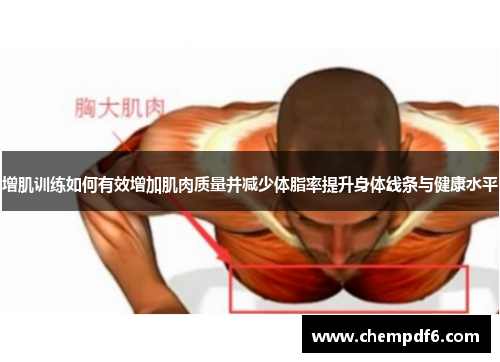 增肌训练如何有效增加肌肉质量并减少体脂率提升身体线条与健康水平